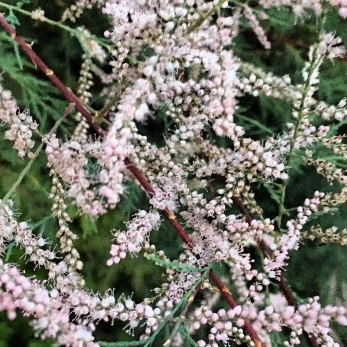 红柳种子一斤多枝柽柳四季种籽籽