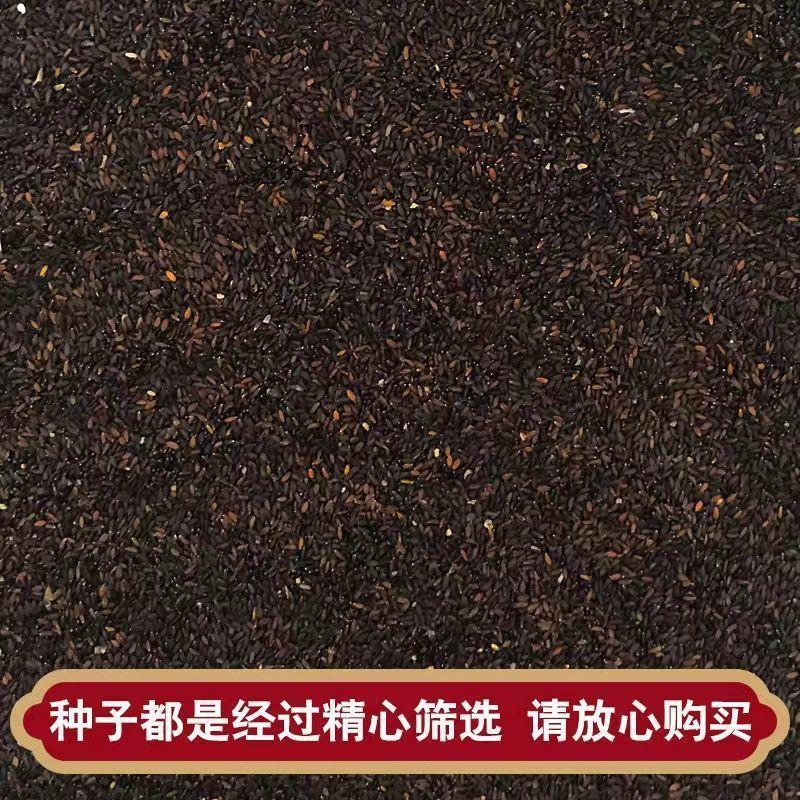 荆芥种子中草药驱蚊虫易种高产散装药材药草荆芥种籽包邮