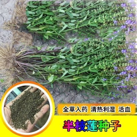 新采材籽半枝莲种子并头草韩信草赶山鞭牙刷草紫连草包邮