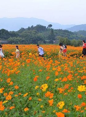 硫华菊种子黄色硫华菊花籽黄秋英花种子矮秆硫华菊花种庭院开花