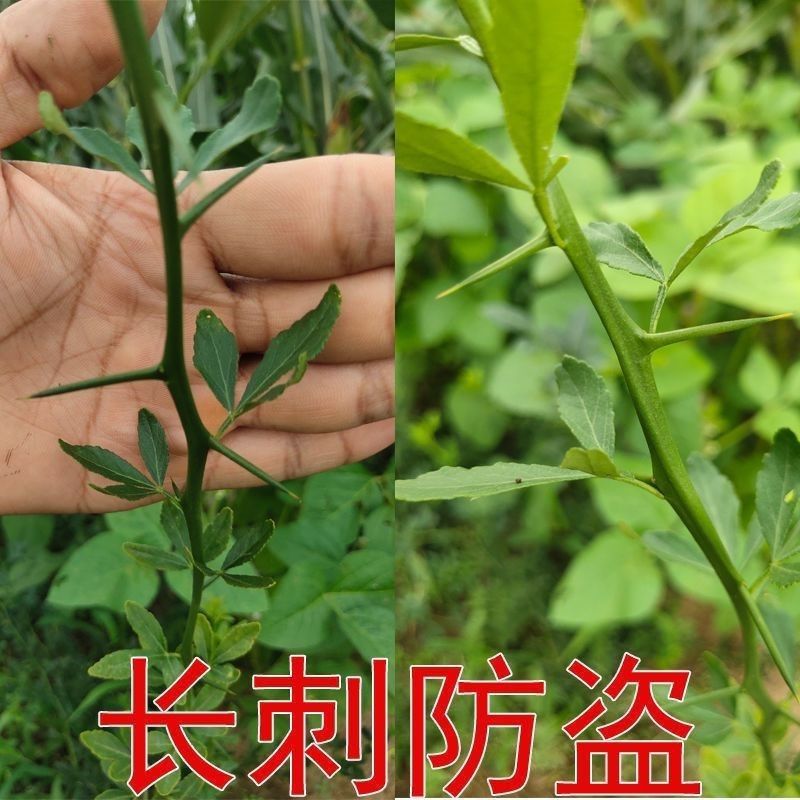 铁篱笆种子围墙刺树种子 枸橘种子 枳壳种子 带刺树种子 鸟不站