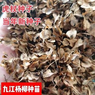 虎杖种子当新采虎杖种子名贵中药材种子虎杖净种子 野生虎杖种子