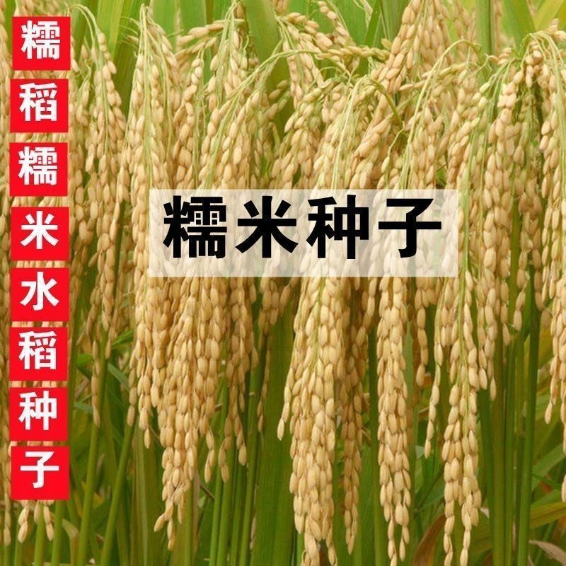 香糯米水稻种子短粒糯稻种子圆粒糯米种子团糯米种植可留种