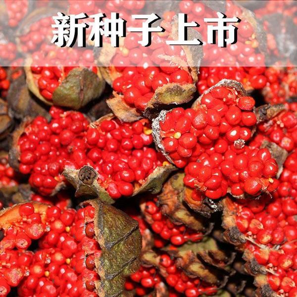 云南粉质滇重楼种子矮杆