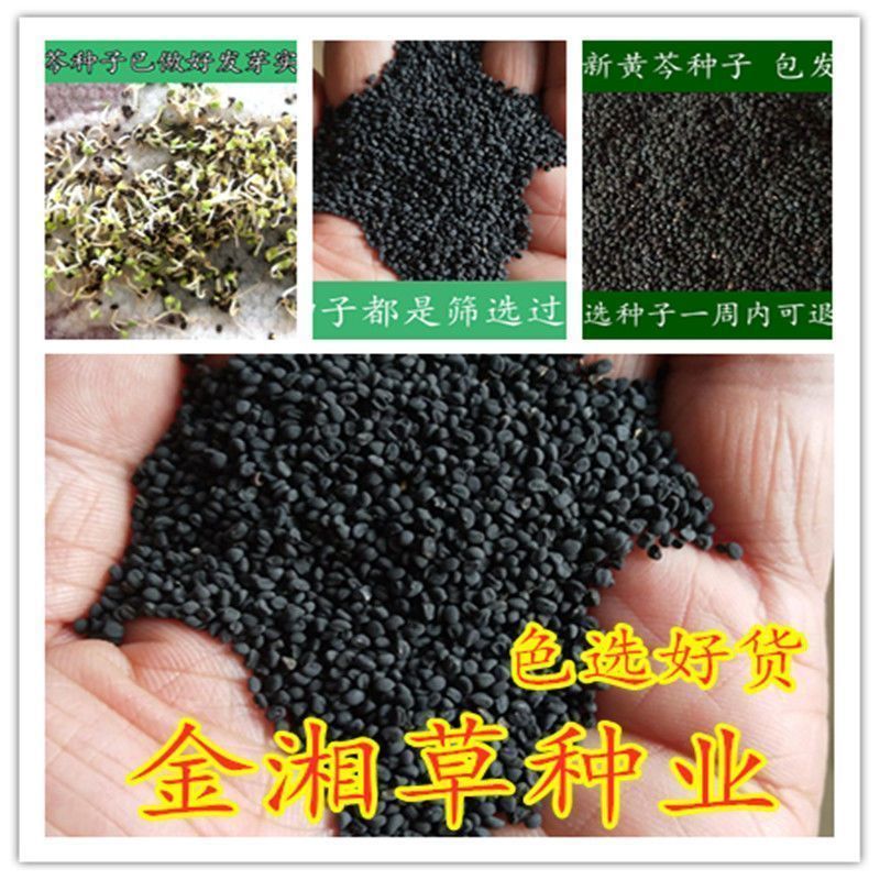 新货限时促销2024年新货黄芩种子黄芩籽中药材种子中药材种籽黄芩