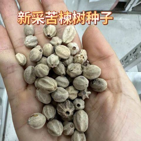 新采苦楝树种子 苦楝种子 楝树紫花树种子楝枣种子苦楝子种籽包邮