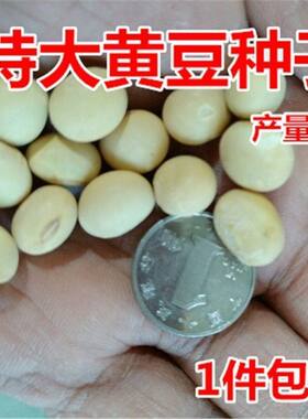 特大号高产黄豆种大豆晚熟大黄豆种皮薄粒大