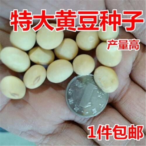 特大号高产黄豆种大豆晚熟大黄豆种皮薄粒大
