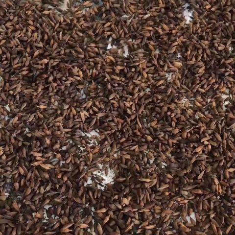 云南百部种子红花对叶中