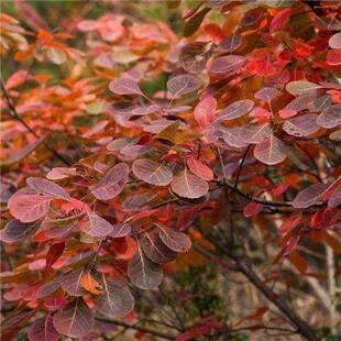黄栌种子新采收黄栌树黄栌树种子彩叶树风景树林木种子包邮