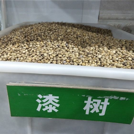 漆树种子 大红袍生漆树 金漆树 大漆树大木漆种子 小木漆林木种籽