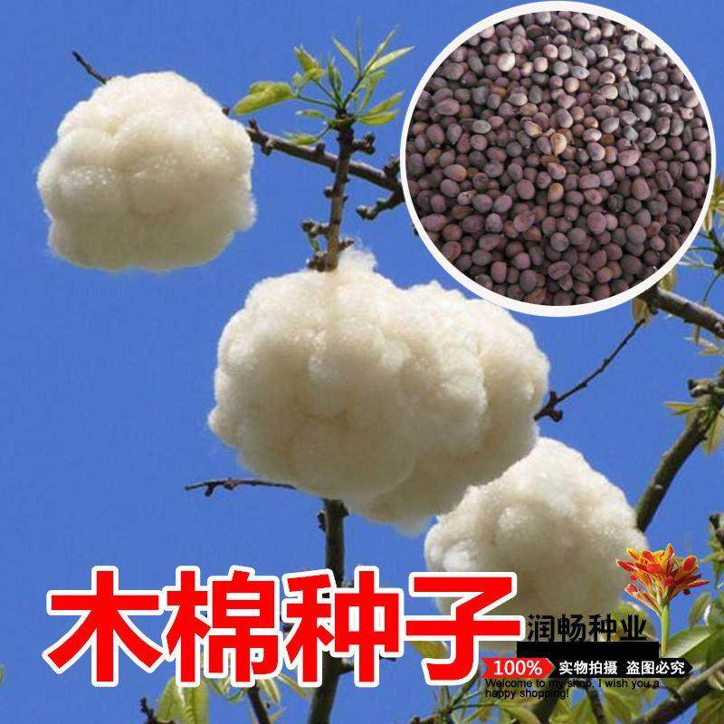 木棉花树种子包邮攀枝花红棉树英雄树园林景观绿化观赏开红花树木