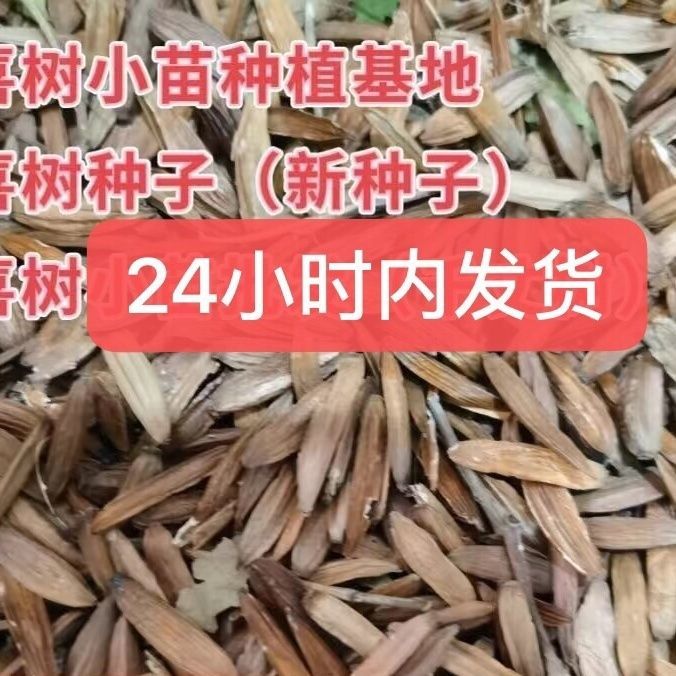 当年新采喜树种子又名千丈树耐旱造林种苗喜树种籽喜树小苗种植
