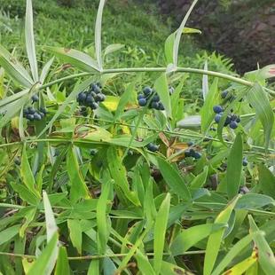 2024新黄精种子老虎姜鸡头新鲜滇黄精多花姜型不倒苗黄精种籽药材