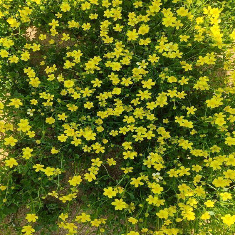野生猫爪草种子小毛莨农家猫爪儿草三散草中药材二年生草本植物籽