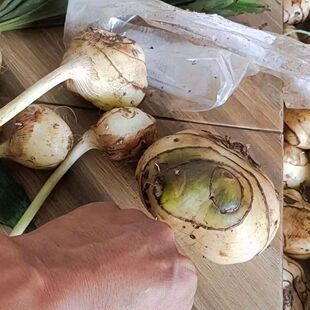 毛慈菇种子 毛慈菇果荚 种植包技术高产培育 送菌种