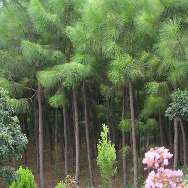 新采马尾松种子 松树种子 枞树 青松种子 林木树种马尾松种子