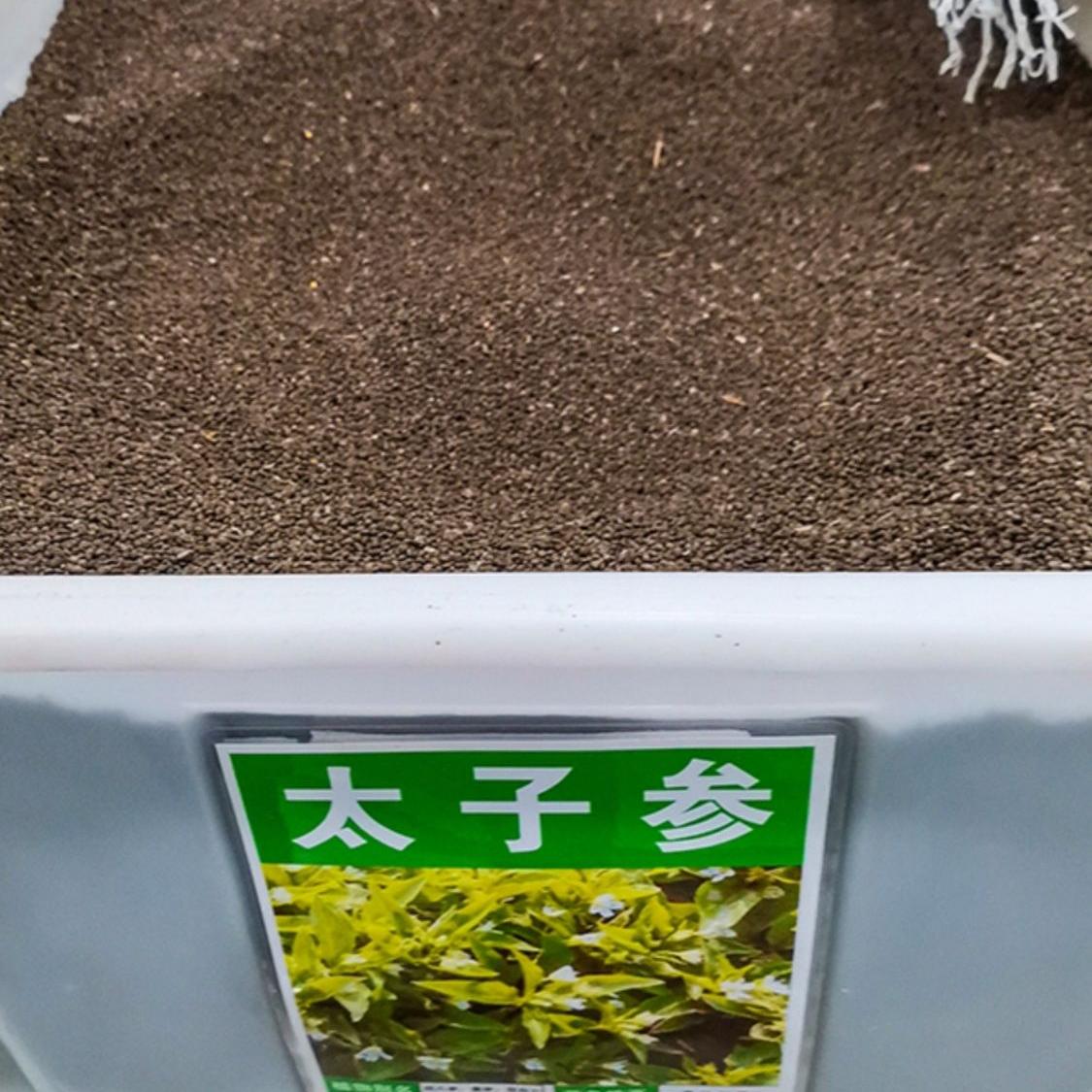 太子参苗用种贵州太子参种子种籽