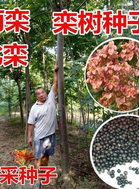 新采栾北京林木种子黄