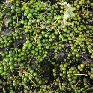 当年新鲜黄柏带皮果子 四川厚皮黄柏树果子 带皮果子