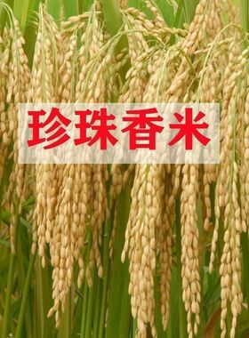 可留种水稻种子旱稻旱地10号种籽常规圆粒糯米稻谷珍珠米种子