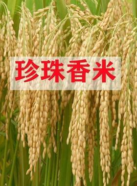 可留种水稻种子旱稻旱地10号种籽常规圆粒糯米稻谷珍珠米种子