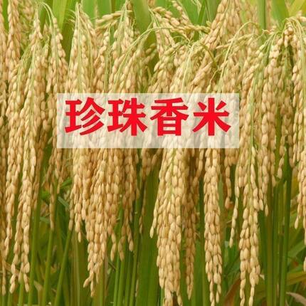 可留种水稻种子旱稻旱地10号种籽常规圆粒糯米稻谷珍珠米种子