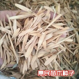 新采火炬树种子 合欢树种子 一级速生白蜡树种子风景树 林木种子