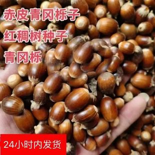 新采赤皮青冈栎种子青冈树种子红稠种子木种子红青冈种子槲栎种子