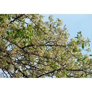 出售新采林木树种子 杜梨种子 杜梨树 棠梨 海棠梨树种子易出芽