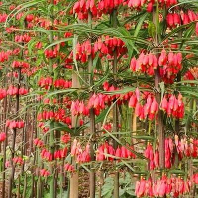 滇黄精种子黄精种子多花黄精种子红花滇黄精种子鸡头黄精种子