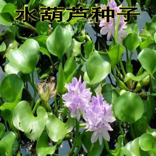 【买5斤送1斤】水浮莲水葫芦种子 水莲花苗 ,养鱼,虾,蟹的必须品