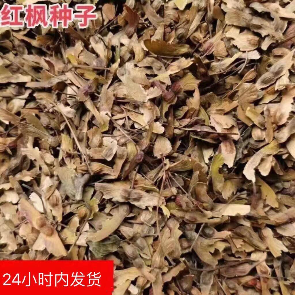 新采红枫种子日本红枫中国红枫美国红枫鸡爪槭种子羽毛枫青枫种子