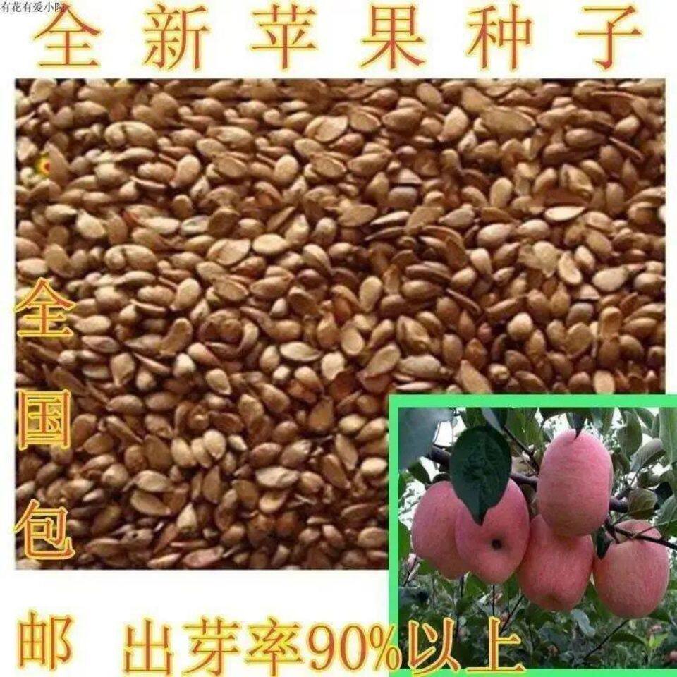 出售当年新苹果种子四季播苹果树的种子室内盆栽 梨树种子包邮