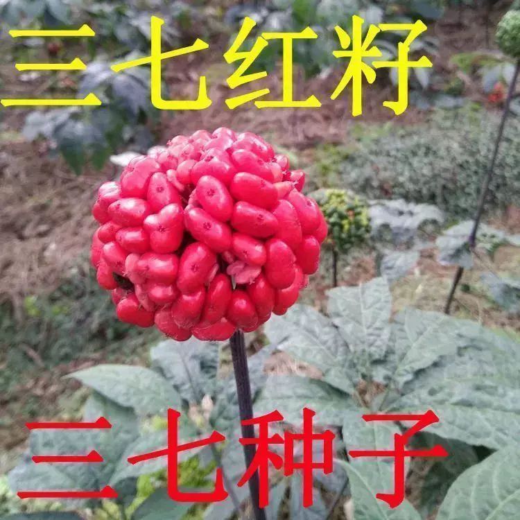 云南文山三七种子药材种子三七红籽种子田七种子南北方四季种