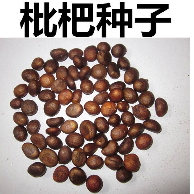 枇杷树种子 琵琶种子白玉枇杷 芦橘白枇杷 大枇杷种子 果树籽