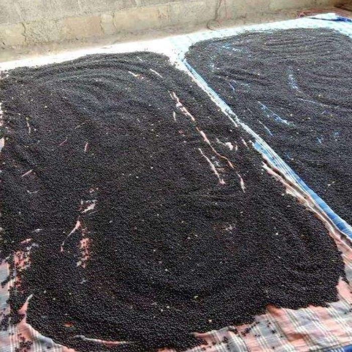 云南大天冬种子种苗天门冬种籽天冬种子种籽天冬门冬种籽