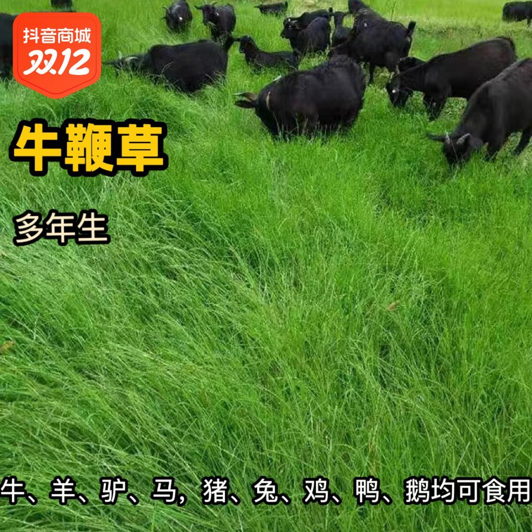 牛鞭草种子牧优质、羊、