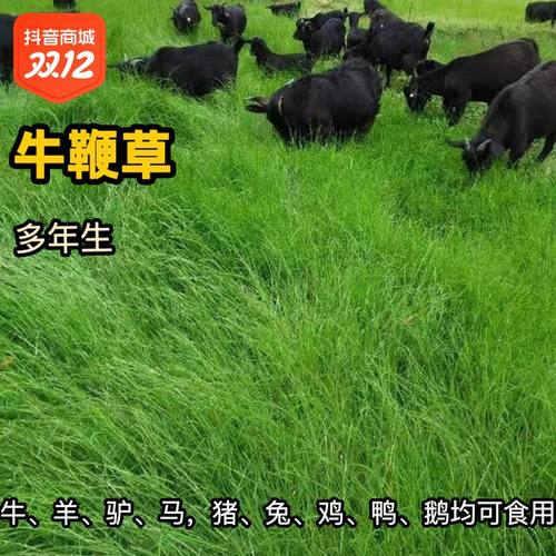 牛鞭草种子牧优质、羊、