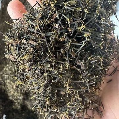 鬼针草种子四季种植用种籽籽