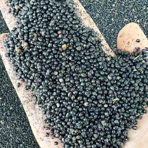 苦木种子四季播种用种籽籽苦木种子三桠苦药材树种子