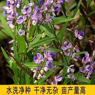 远志种子头年新产材种苗远志种籽材种子种植远志种子