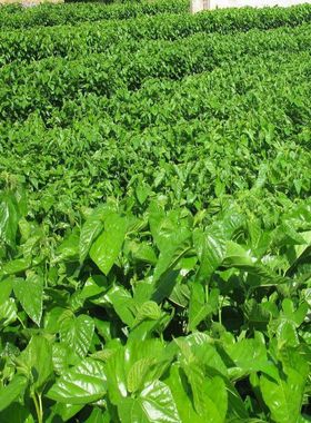 大叶蚕桑种子 强桑一号 养蚕喂蚕桑叶树种子 农桑14号 饲料桑葚籽