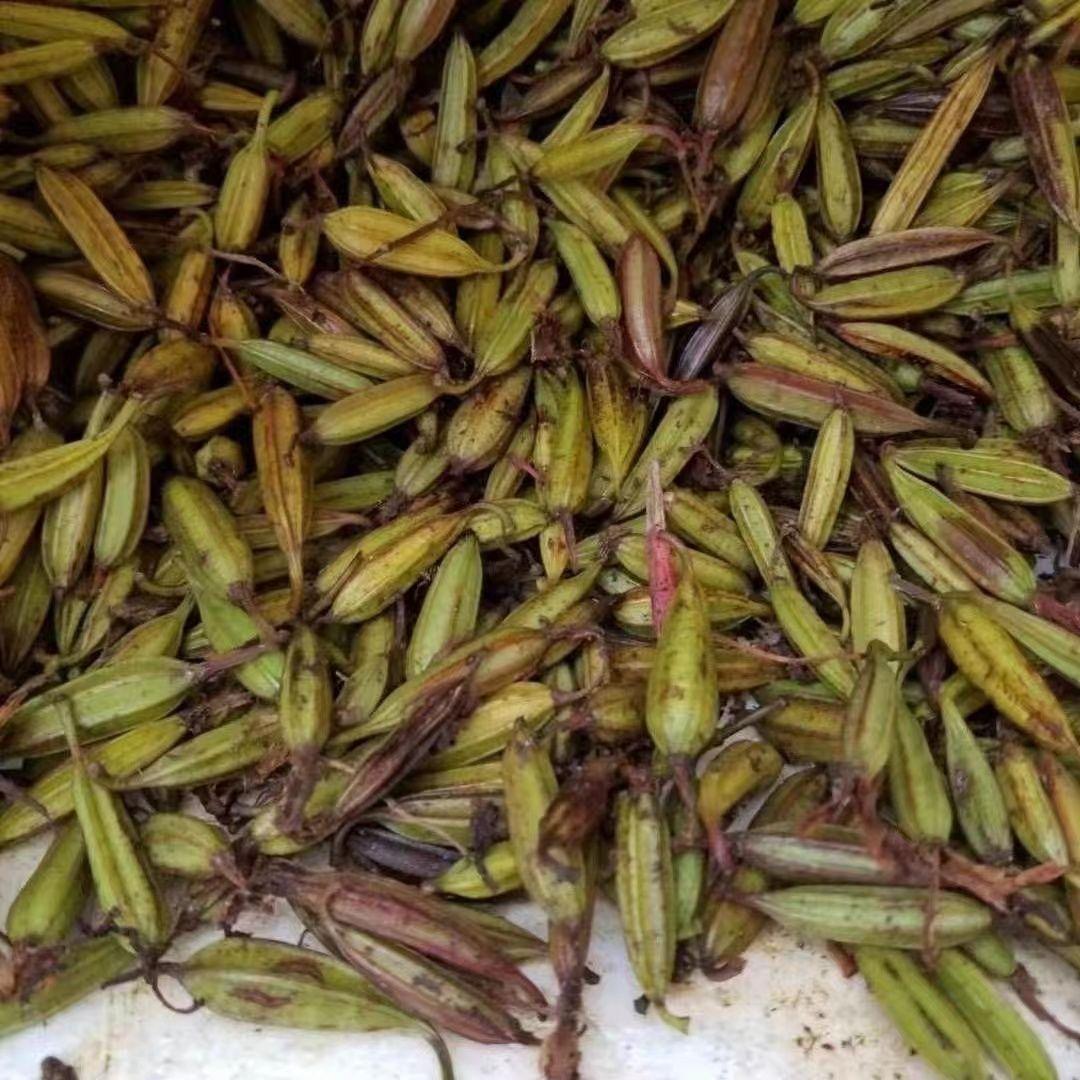 毛慈菇种子正宗水白芨冰