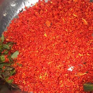 滇重楼种籽七叶一枝花种籽独角莲种子云南重楼种子种苗2024年新鲜