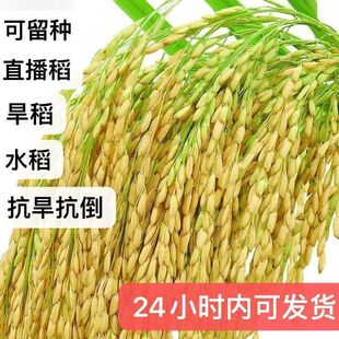 旱稻种子高产山谷种旱谷山地丘陵旱地直播常规稻谷旱谷种子