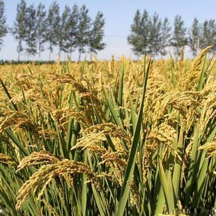 正宗高产好吃可留种水稻子旱稻种子旱谷香米旱稻籽种稻谷种子5斤