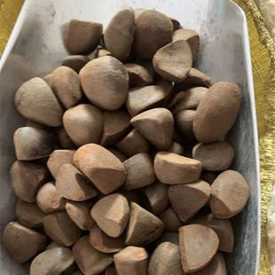 新采大果 红花油茶种子 油茶树种子 软枝白花油茶种