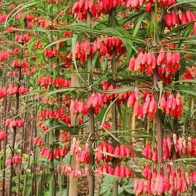 滇黄精种子黄精种子多花黄精种子红花滇黄精种子鸡头黄精种子