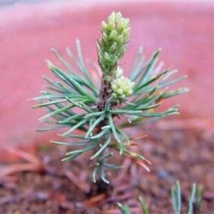 新采黑松种子日本黑松种子三河千寿丸东北山东黑松树种子